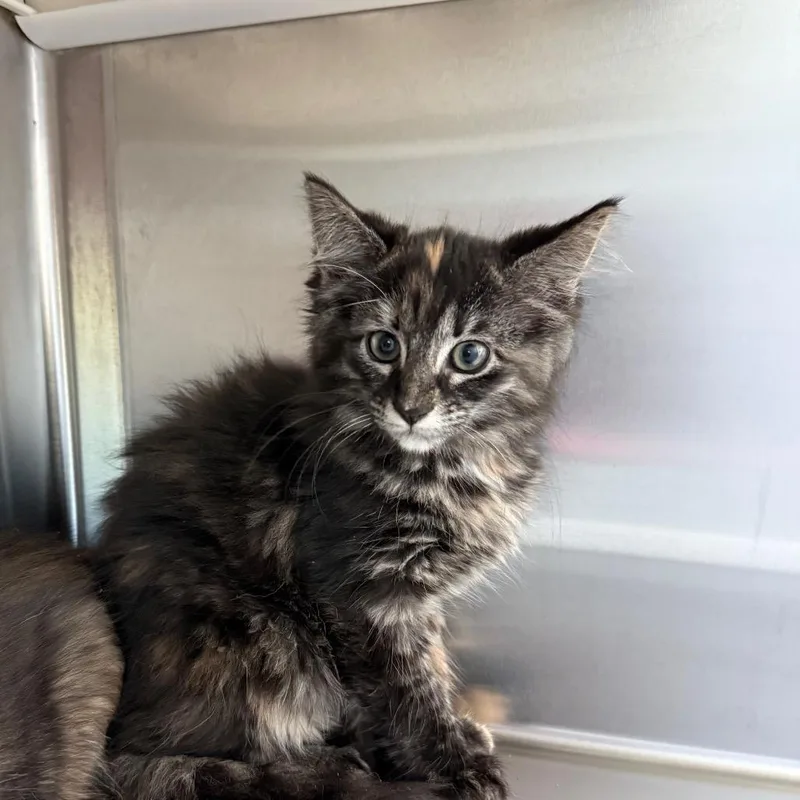A baby small-sized female Torbie Domestic Medium Hair cat named Enchilada for adoption in Bend, OR