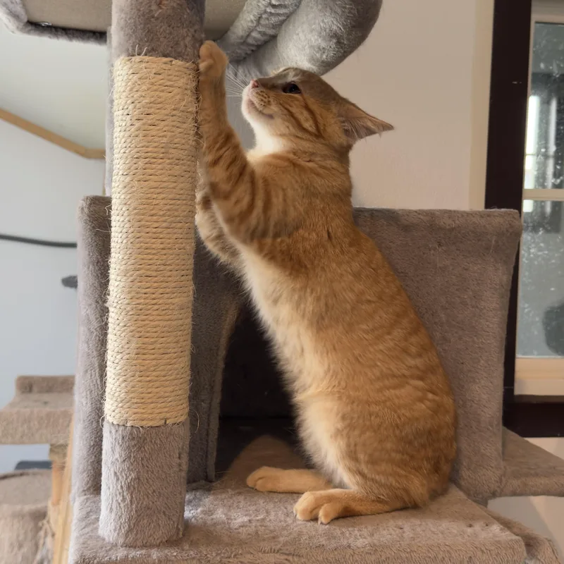 A baby medium-sized male Domestic Short Hair cat named Grimm for adoption in Auburn, NE