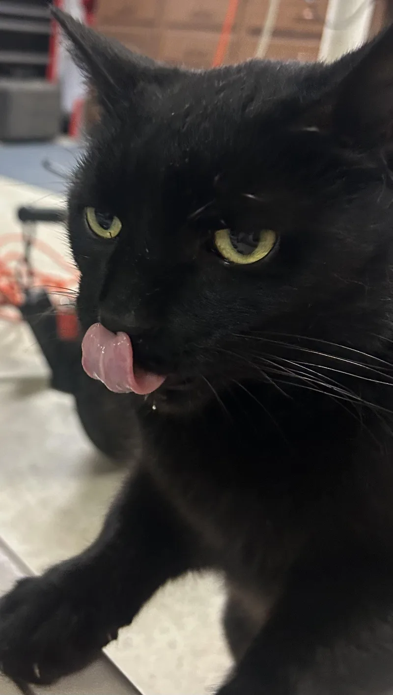 An adult medium-sized male Black Domestic Short Hair cat named Bo for adoption in Toledo, OH