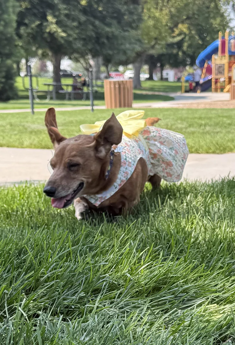 A senior medium-sized female Dachshund dog named Maggie Moo for adoption in Twin Falls, ID