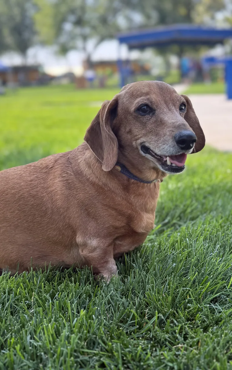 Maggie Moo thumbnail 3