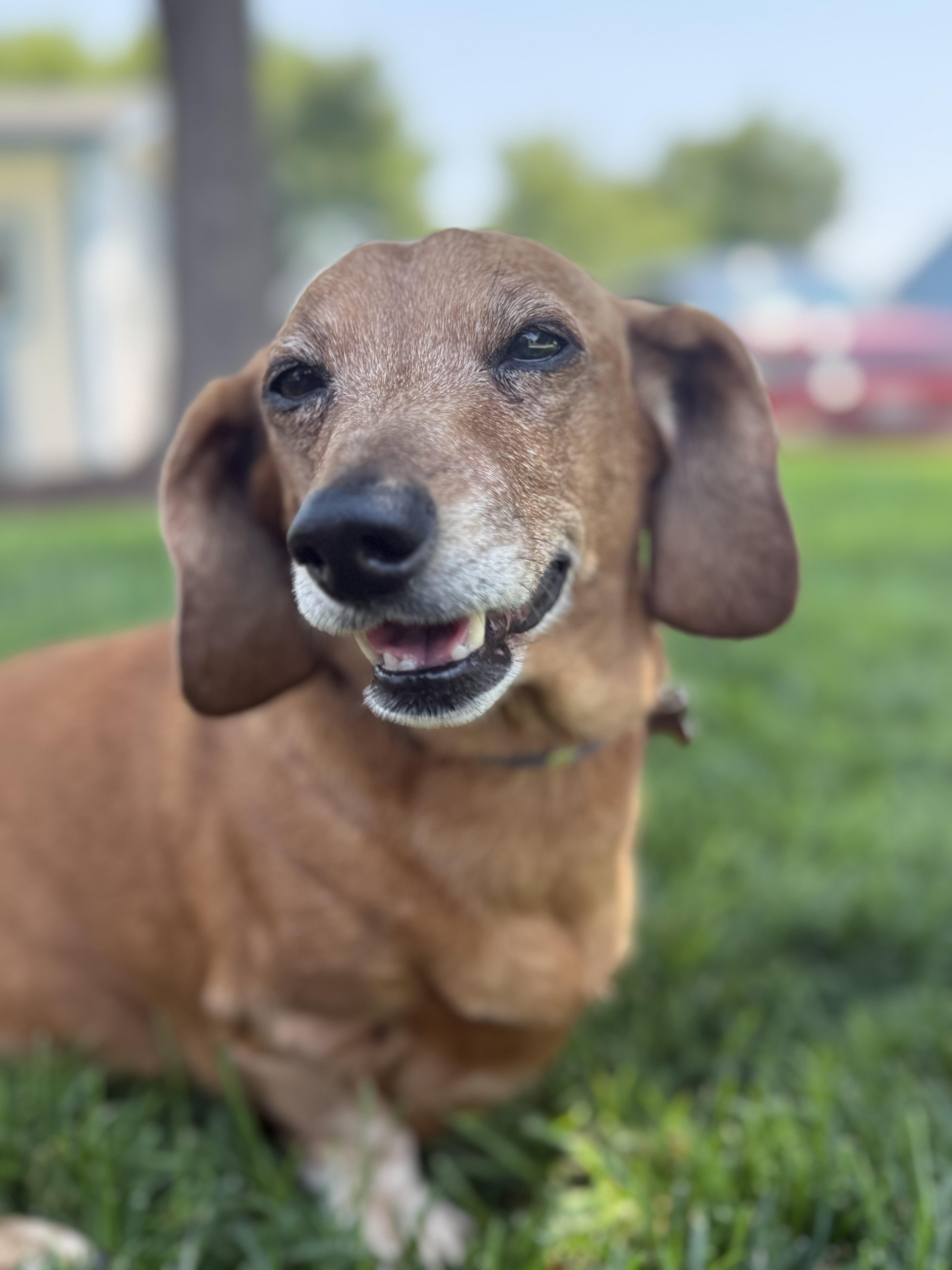Maggie Moo thumbnail 4