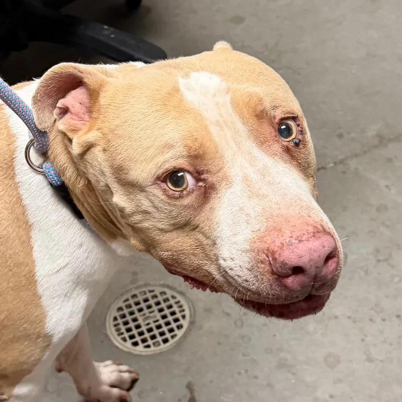 An adult large-sized male Brown / Chocolate Pit Bull Terrier dog named Rocko for adoption in Yuma, AZ