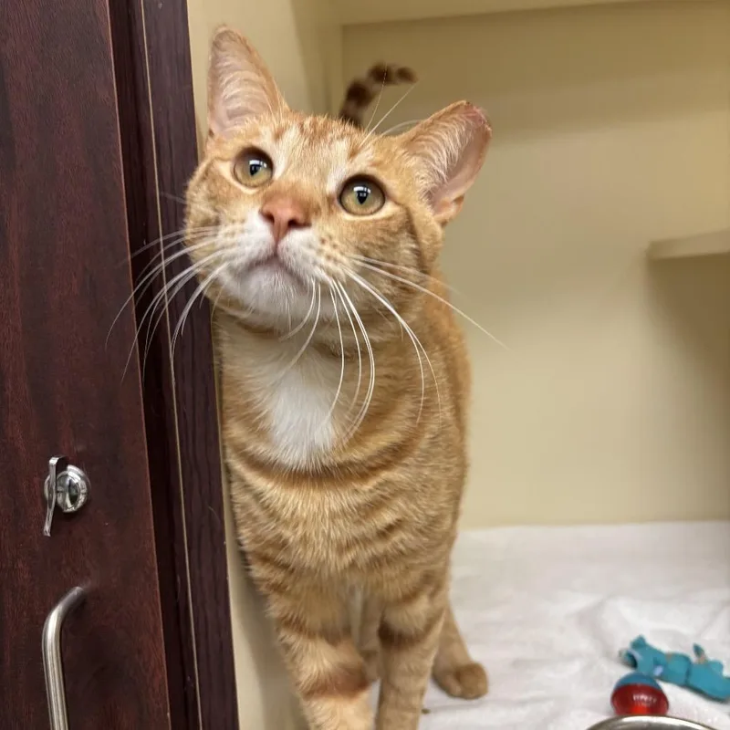 A young medium-sized male Orange / Red Domestic Short Hair cat named Phoenix for adoption in Waynesboro, PA