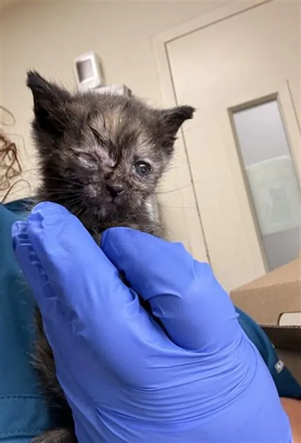 A baby small-sized female Domestic Short Hair cat named Penny for adoption in Riverside, CA