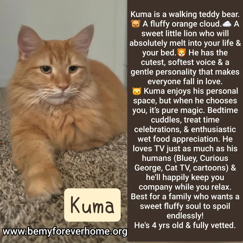 An adult large-sized male Domestic Long Hair cat named Kuma for adoption in Plano, TX