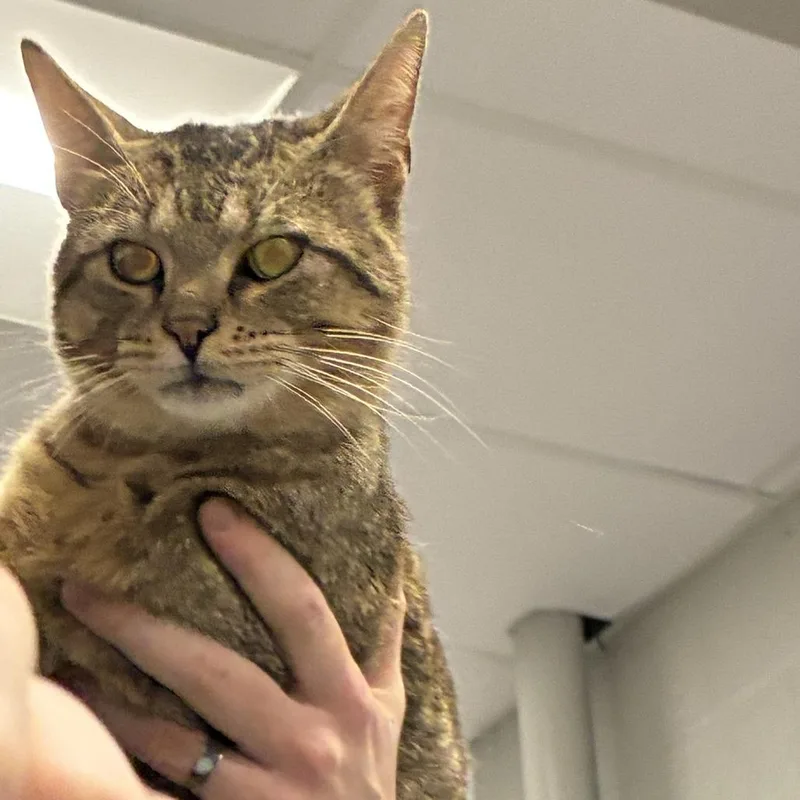 An adult medium-sized male Brown / Chocolate Domestic Short Hair cat named Waterfall for adoption in Dearborn, MI