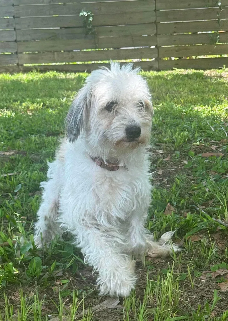 An adult medium-sized female Maltese dog named Bella for adoption in Parrish, FL
