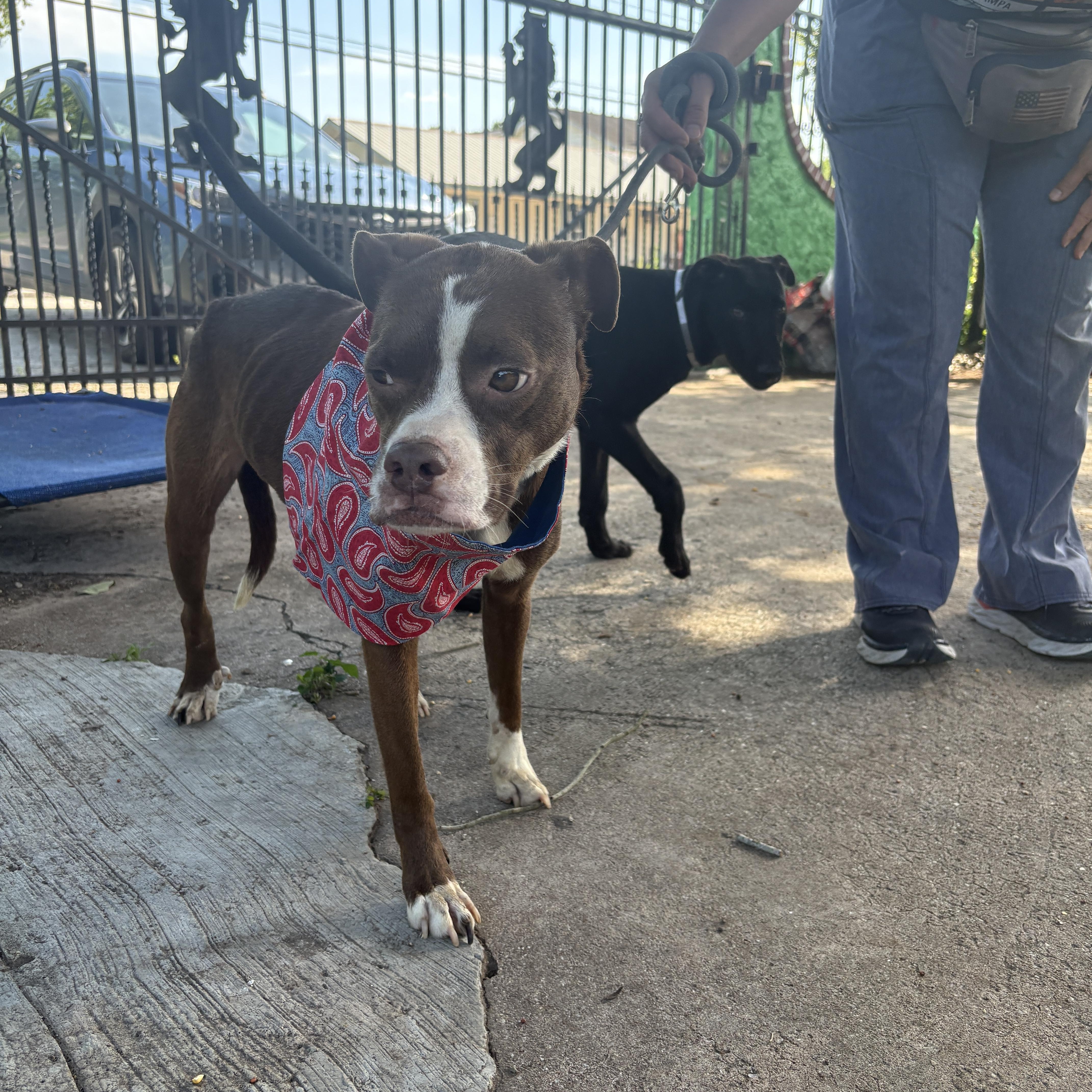 A young medium-sized female Brown / Chocolate American Staffordshire Terrier dog named Zorah Gentle Hero for adoption in Houston, TX