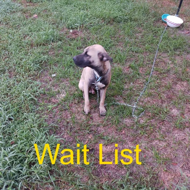 An adult medium-sized male Brown / Chocolate Mixed Breed dog named Toasty for adoption in Livingston, TX