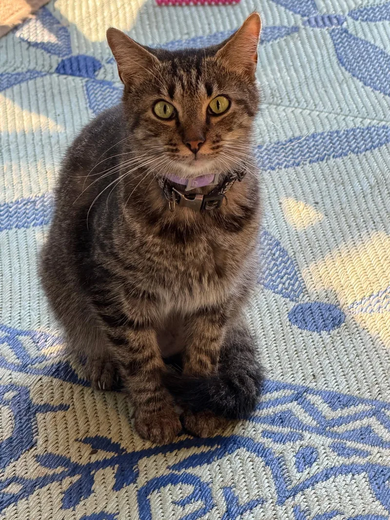 An adult medium-sized male Domestic Short Hair cat named Teddy for adoption in Easley, SC