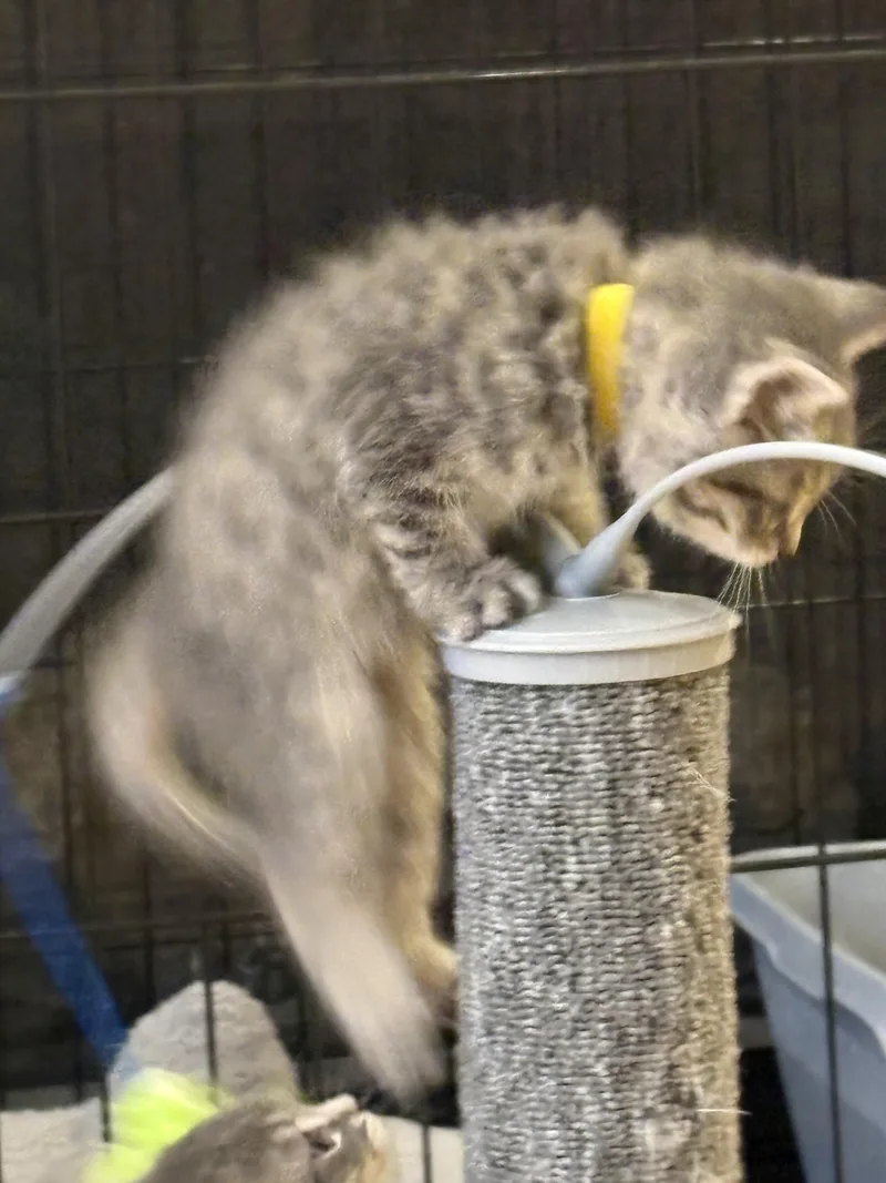 A baby small-sized female Tabby (Gray / Blue / Silver) Domestic Medium Hair cat named Chelsea Handler for adoption in Fruit Heights, UT
