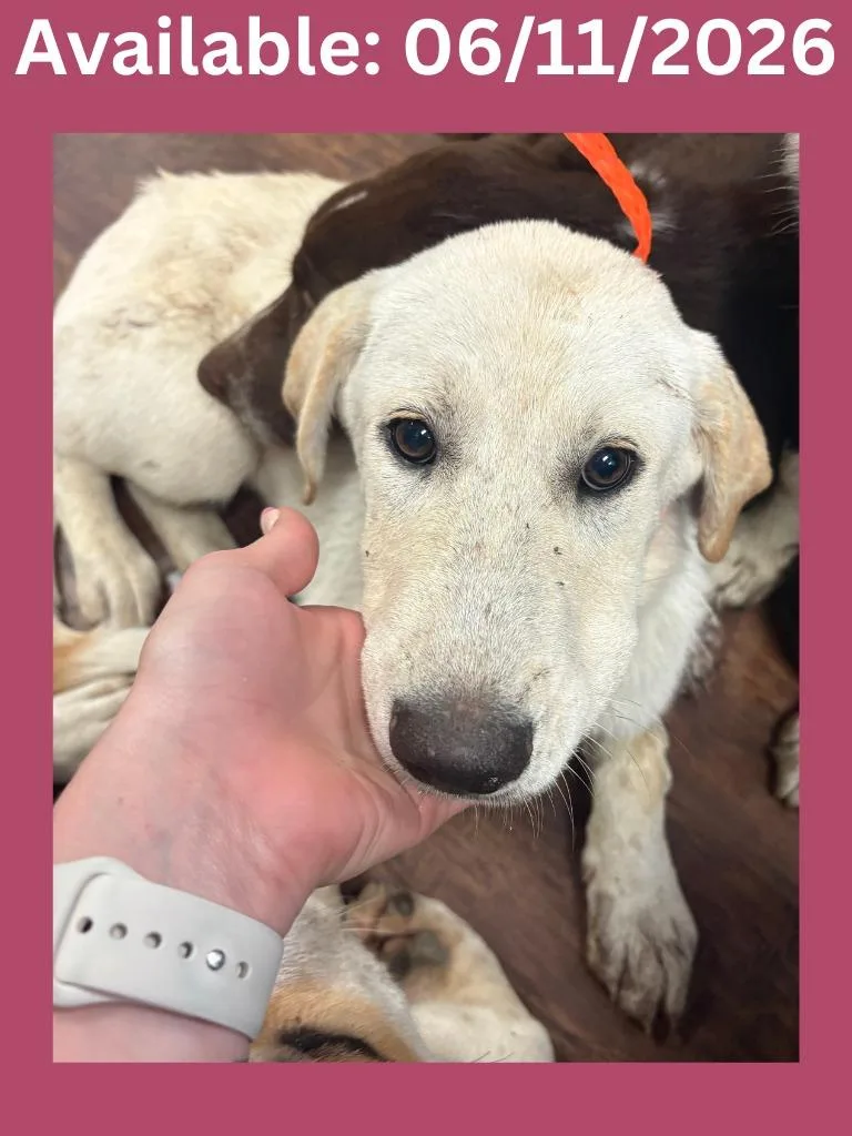 A baby extra large-sized female Labrador Retriever dog named Dog Kennel for adoption in Greenville, TX