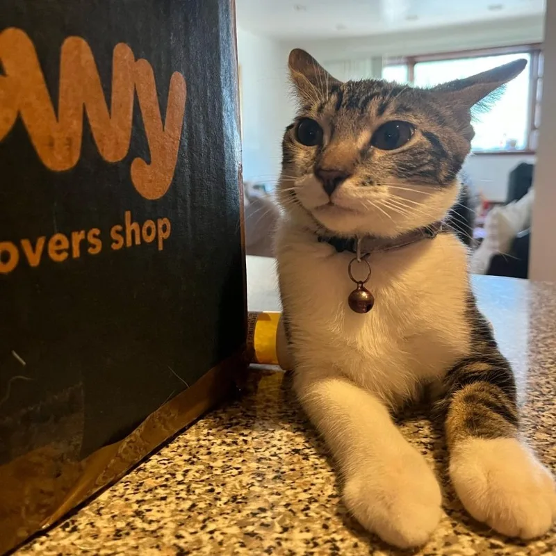 A young small-sized female Gray / Blue / Silver Domestic Short Hair cat named Saturn for adoption in Howard beach, NY