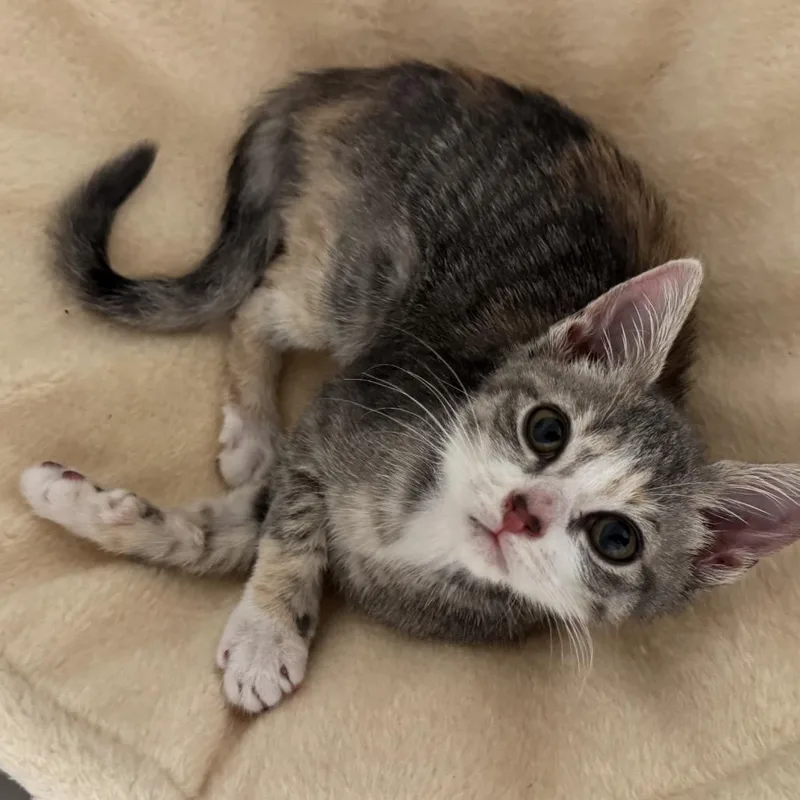 A baby small-sized female Gray / Blue / Silver Domestic Short Hair cat named Twisted Fate for adoption in Fredericksburg, VA