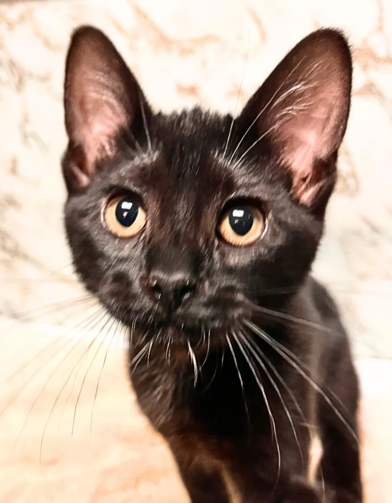 A baby small-sized female Domestic Short Hair cat named Macarena for adoption in Utica, MI