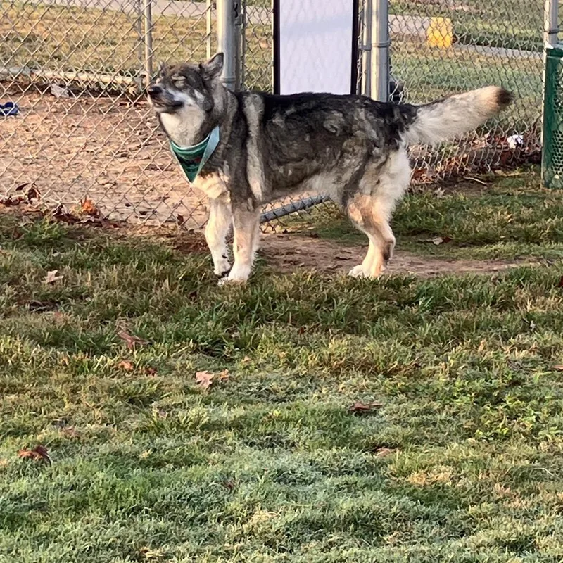 An adult medium-sized female Gray / Blue / Silver Alaskan Malamute dog named Fera for adoption in LOXAHATCHEE, FL