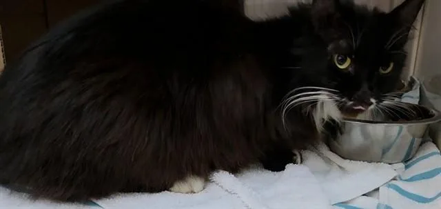 An adult small-sized female Domestic Medium Hair cat named Flower for adoption in Fort Lauderdale, FL