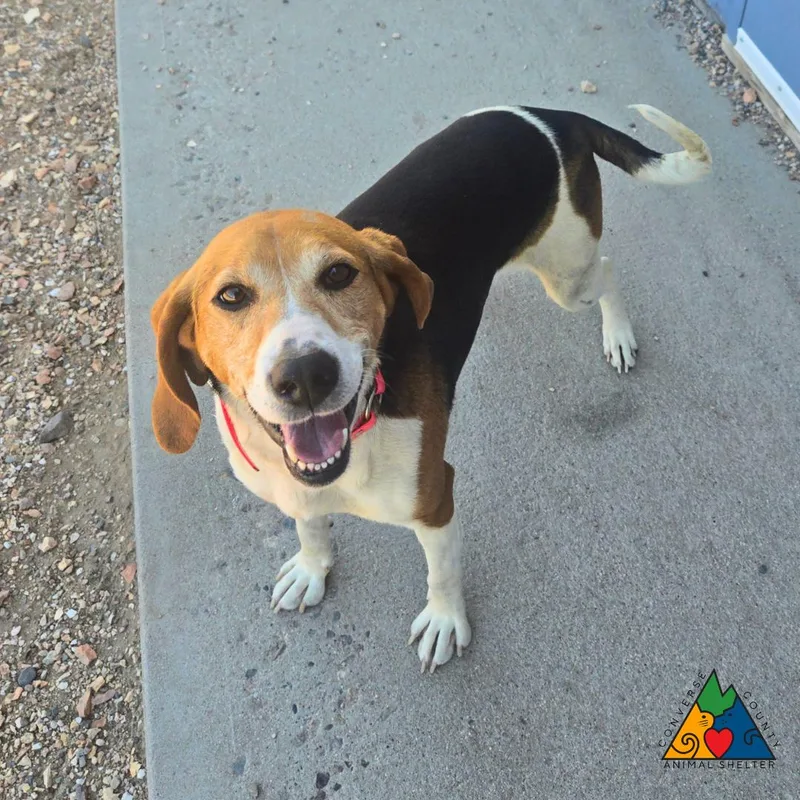 An adult medium-sized female Tricolor (Brown, Black, & White) Treeing Walker Coonhound dog named Sugar for adoption in Douglas, WY
