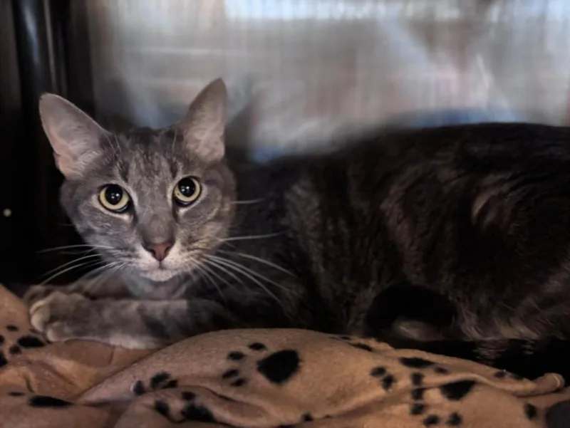 An adult medium-sized male Domestic Short Hair cat named Biscuit for adoption in Houston, TX