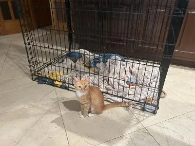 A baby medium-sized female Tabby (Orange / Red) Domestic Short Hair cat named Percy for adoption in Mokena, IL