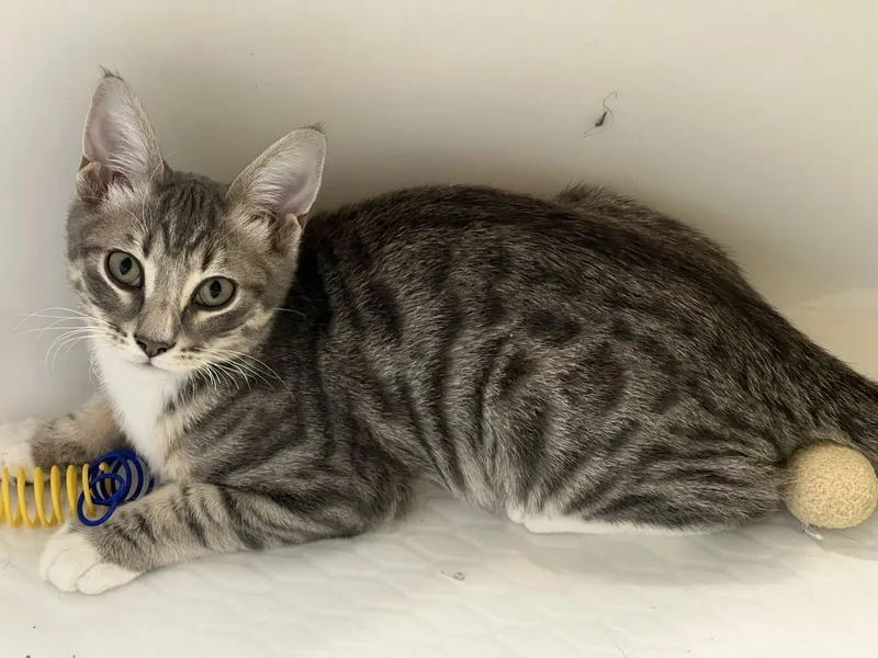 A young medium-sized male Domestic Short Hair cat named Chip for adoption in Plano, TX