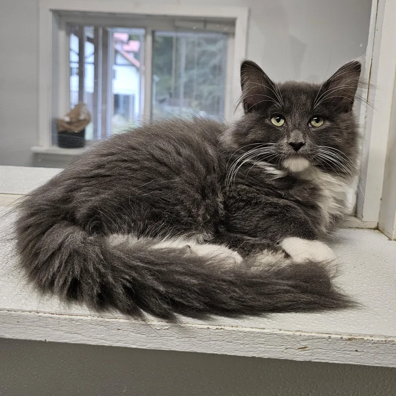 A baby medium-sized male Domestic Long Hair cat named Cider for adoption in Waynesville, NC