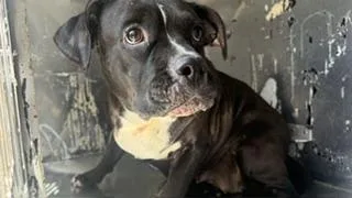 An adult medium-sized female Mixed Breed dog named Lulu for adoption in Dallas, TX