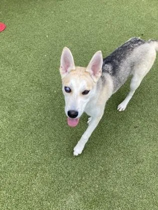 An adult medium-sized female Mixed Breed dog named Kennedy for adoption in Atlanta, GA