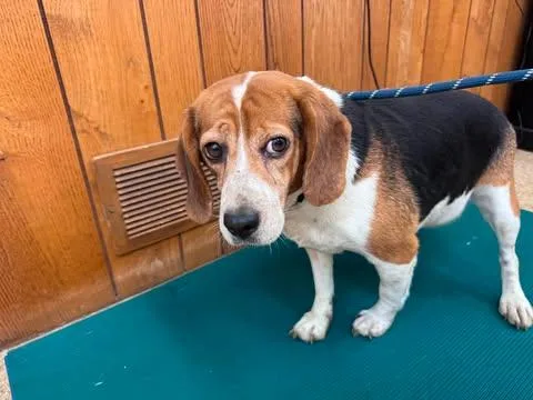 A young medium-sized female Tricolor (Brown, Black, & White) Beagle dog named Skittles for adoption in Kent, WA