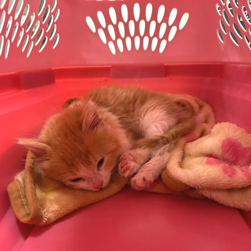 A baby small-sized male Orange / Red Domestic Long Hair cat named Trowel for adoption in Binghamton, NY