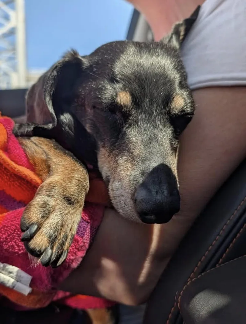 A senior small-sized female Bicolor Dachshund dog named Lilly for adoption in Whitewater, WI
