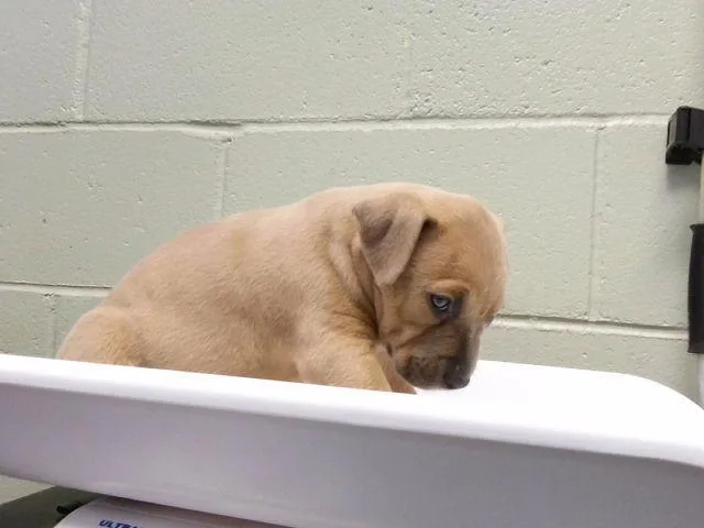 A baby small-sized male Pit Bull Terrier dog named 4 for adoption in Tulsa, OK