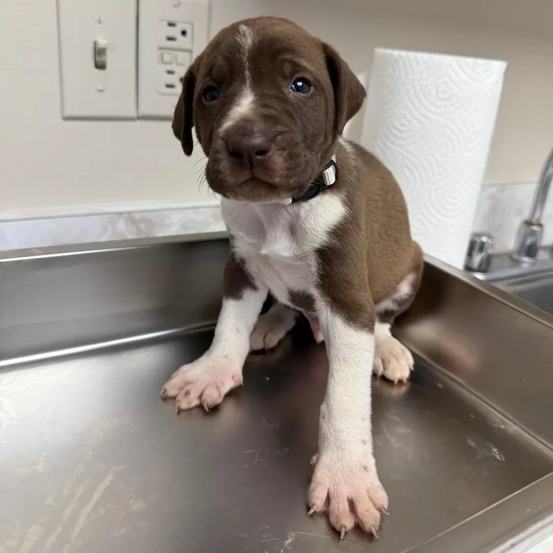 A baby small-sized male Brown / Chocolate Labrador Retriever dog named Prince for adoption in Pasadena , MD