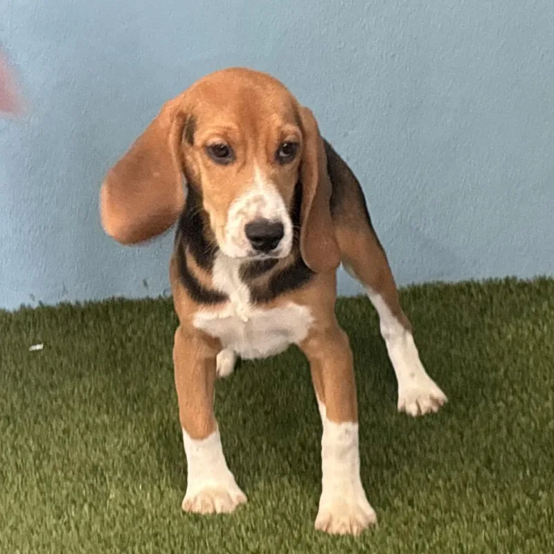 A baby small-sized male Yellow / Tan / Blond / Fawn Beagle dog named BTF aka Connor for adoption in LOXAHATCHEE, FL