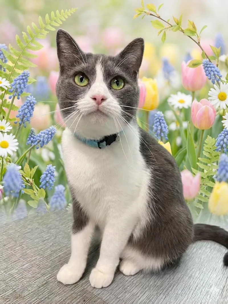 An adult medium-sized female Domestic Short Hair cat named Bobbi for adoption in Peru, IN