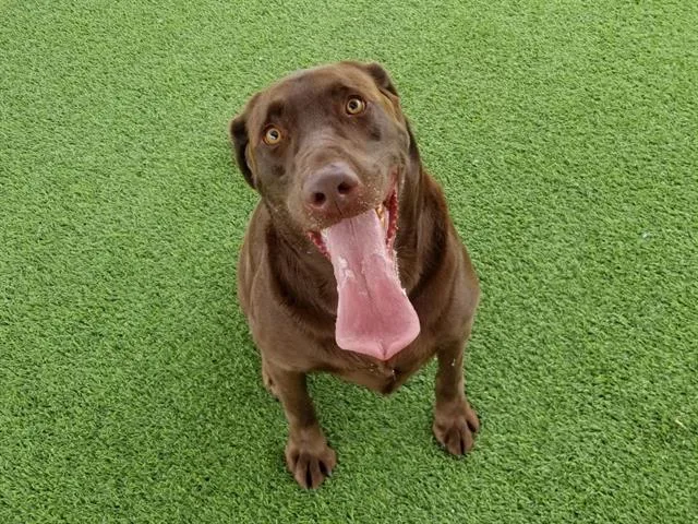 An adult medium-sized male Labrador Retriever dog named Chip for adoption in Camarillo, CA