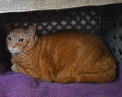 An adult small-sized male Domestic Short Hair cat named Cheeto for adoption in West Seneca, NY