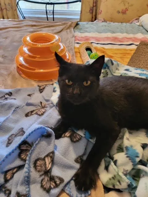 Charlotte thumbnail 5