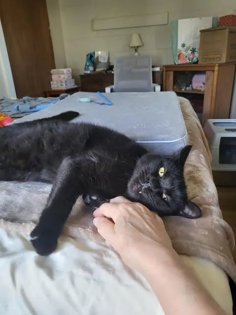 Charlotte thumbnail 6