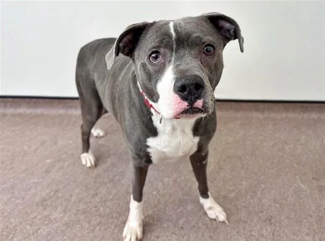 A young medium-sized female Pit Bull Terrier dog named Calypso for adoption in Saint Louis, MO