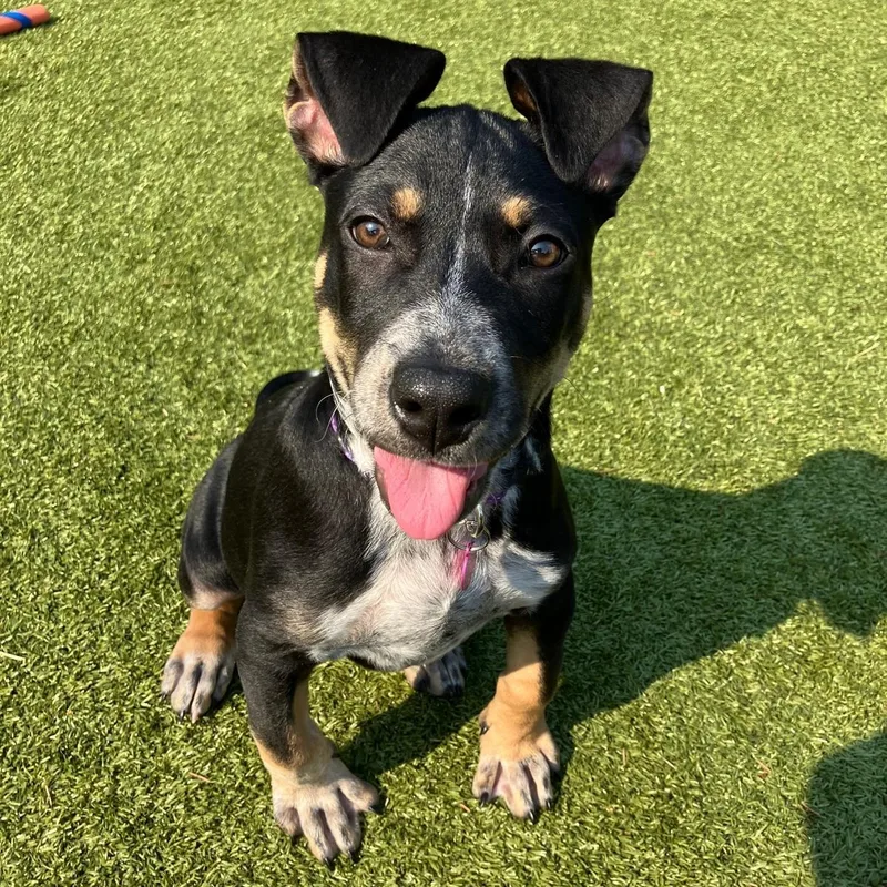 A baby large-sized female Tricolor (Brown, Black, & White) Australian Cattle Dog / Blue Heeler dog named Kalypso for adoption in Friday Harbor, WA