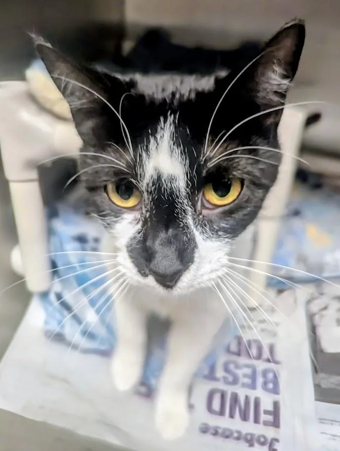 A young large-sized male Black Domestic Short Hair cat named Chevy for adoption in Springfield, IL