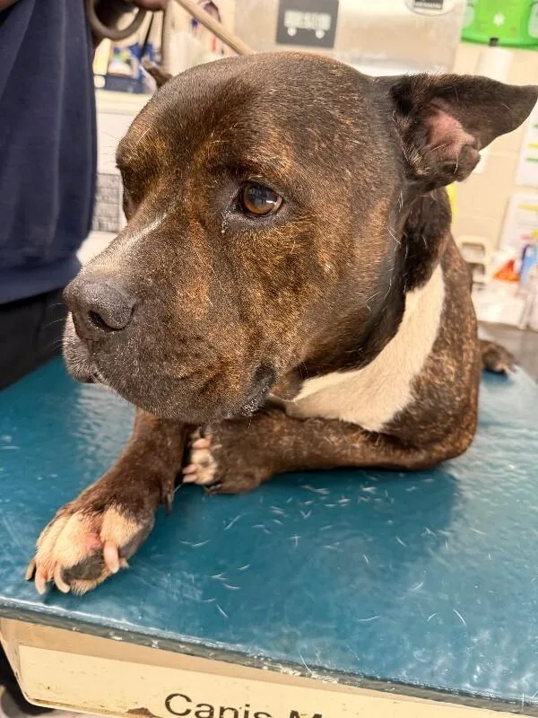 An adult large-sized male Brindle Basset Hound dog named Beefcake for adoption in Mobile, AL