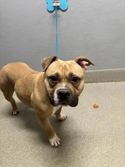 An adult large-sized female Pit Bull Terrier dog named Athena for adoption in Las Vegas, NV