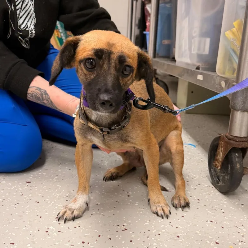 An adult small-sized female Mixed Breed dog named Merida for adoption in Indianapolis, IN