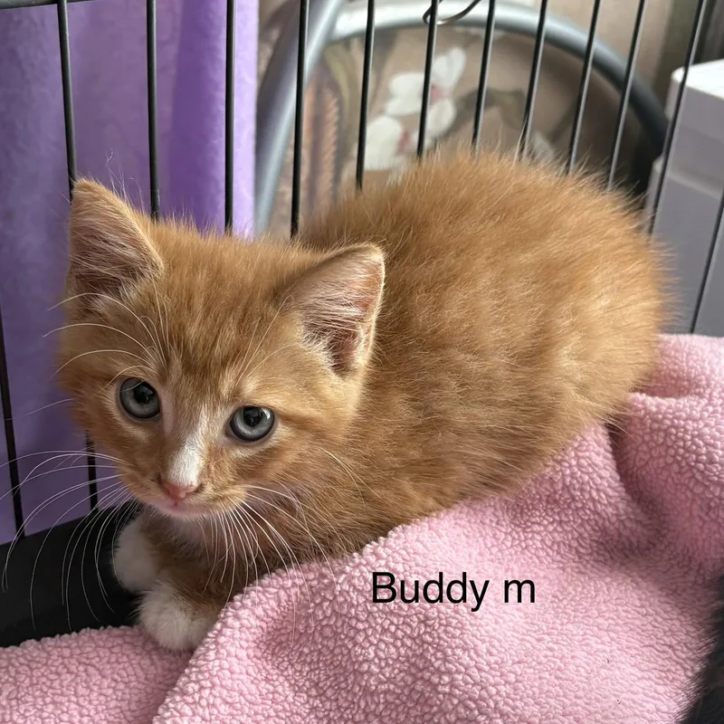 A baby medium-sized male Orange / Red Domestic Short Hair cat named Buddy for adoption in White Bluff, TN
