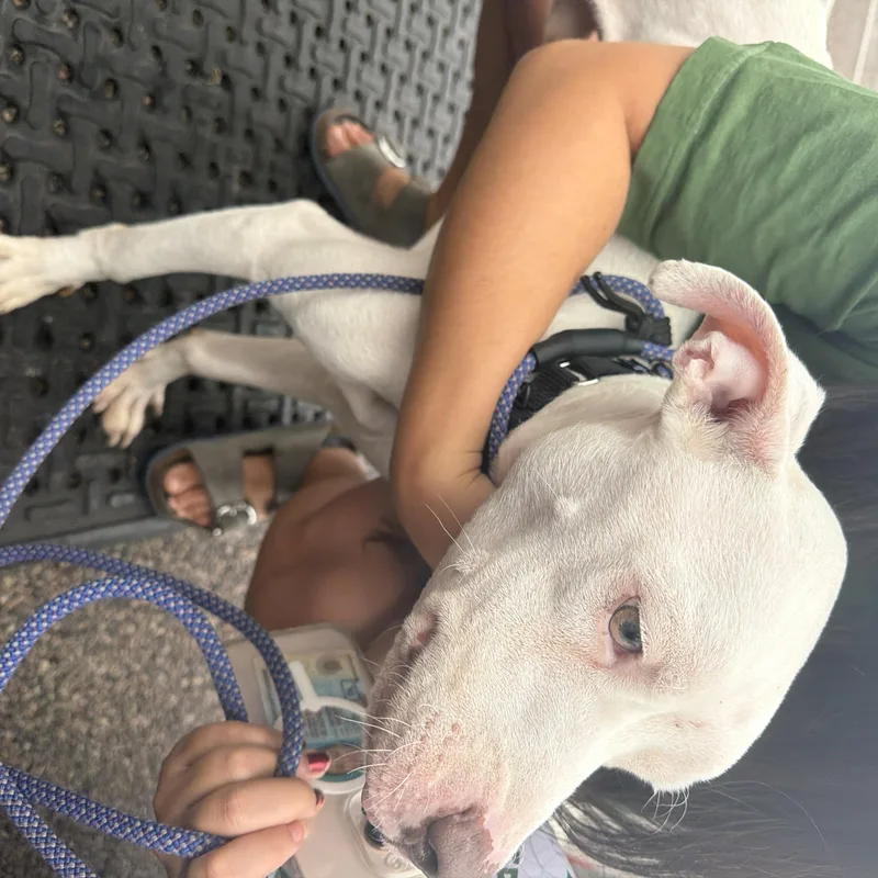 A young medium-sized male Pit Bull Terrier dog named Felton for adoption in Newfoundland, NJ