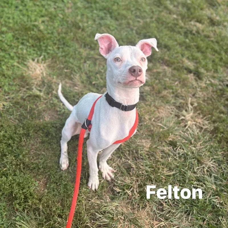 Felton thumbnail 2