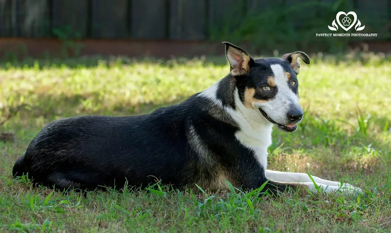 A young medium-sized female Tricolor (Brown, Black, & White) Anatolian Shepherd dog named Pinky for adoption in Tomball, TX